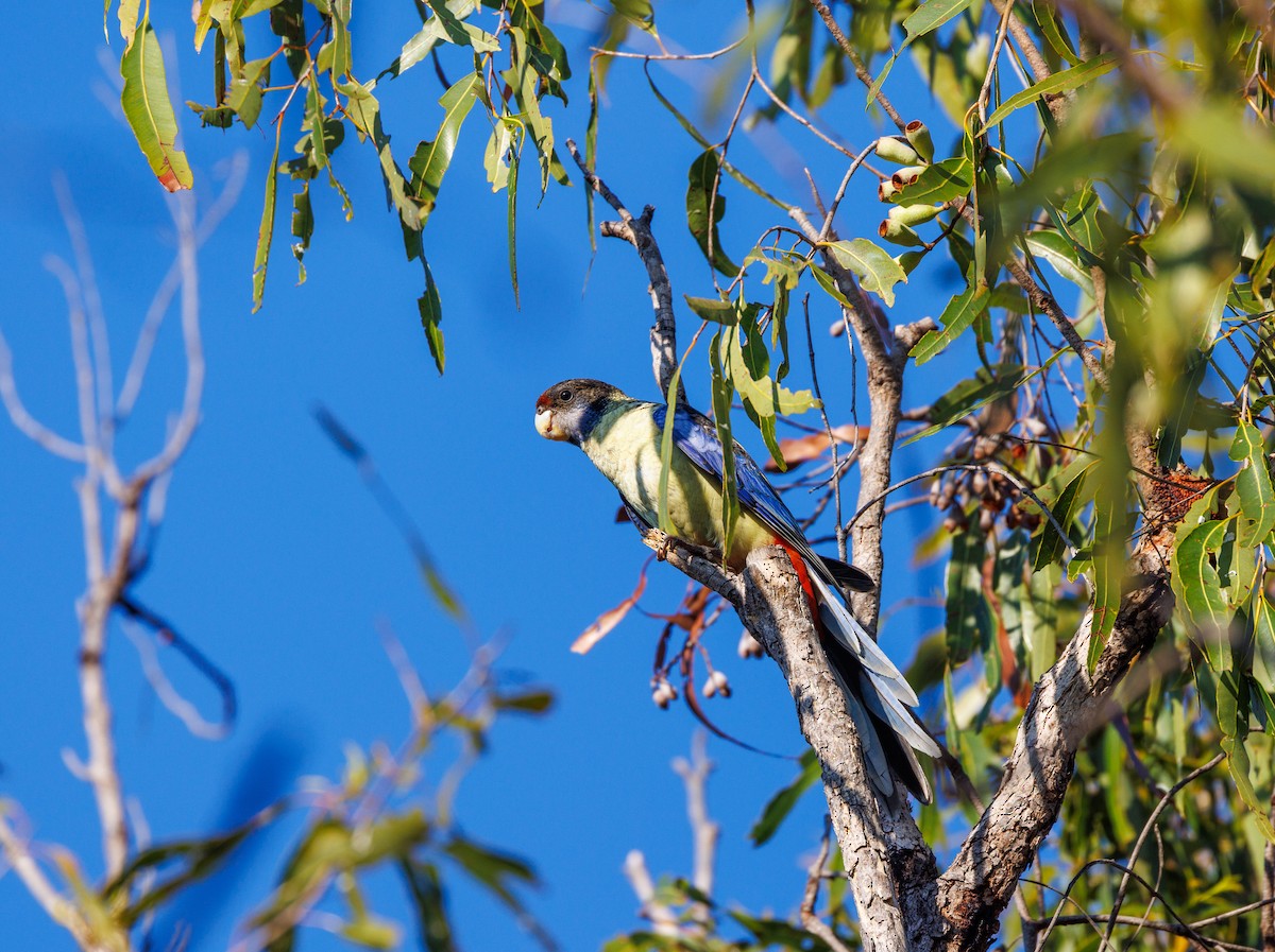 Northern Rosella - ML621733332