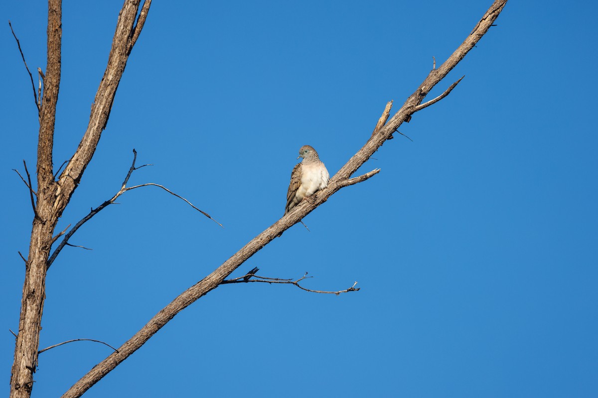 Peaceful Dove - ML621733337