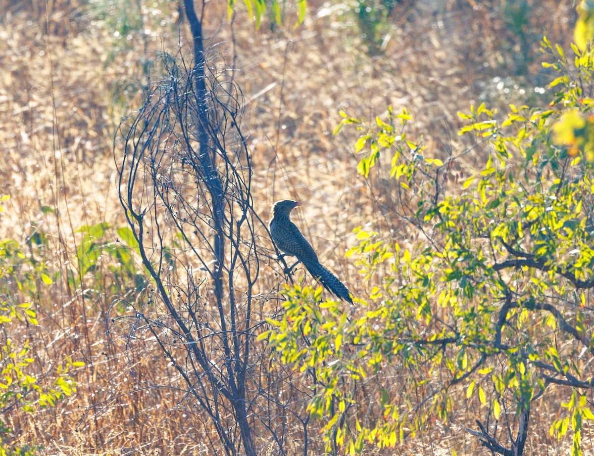 Pheasant Coucal - ML621733339