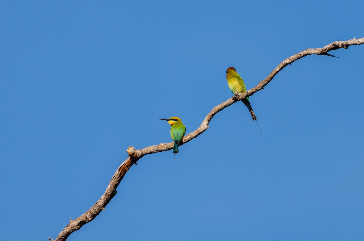 Rainbow Bee-eater - ML621733352