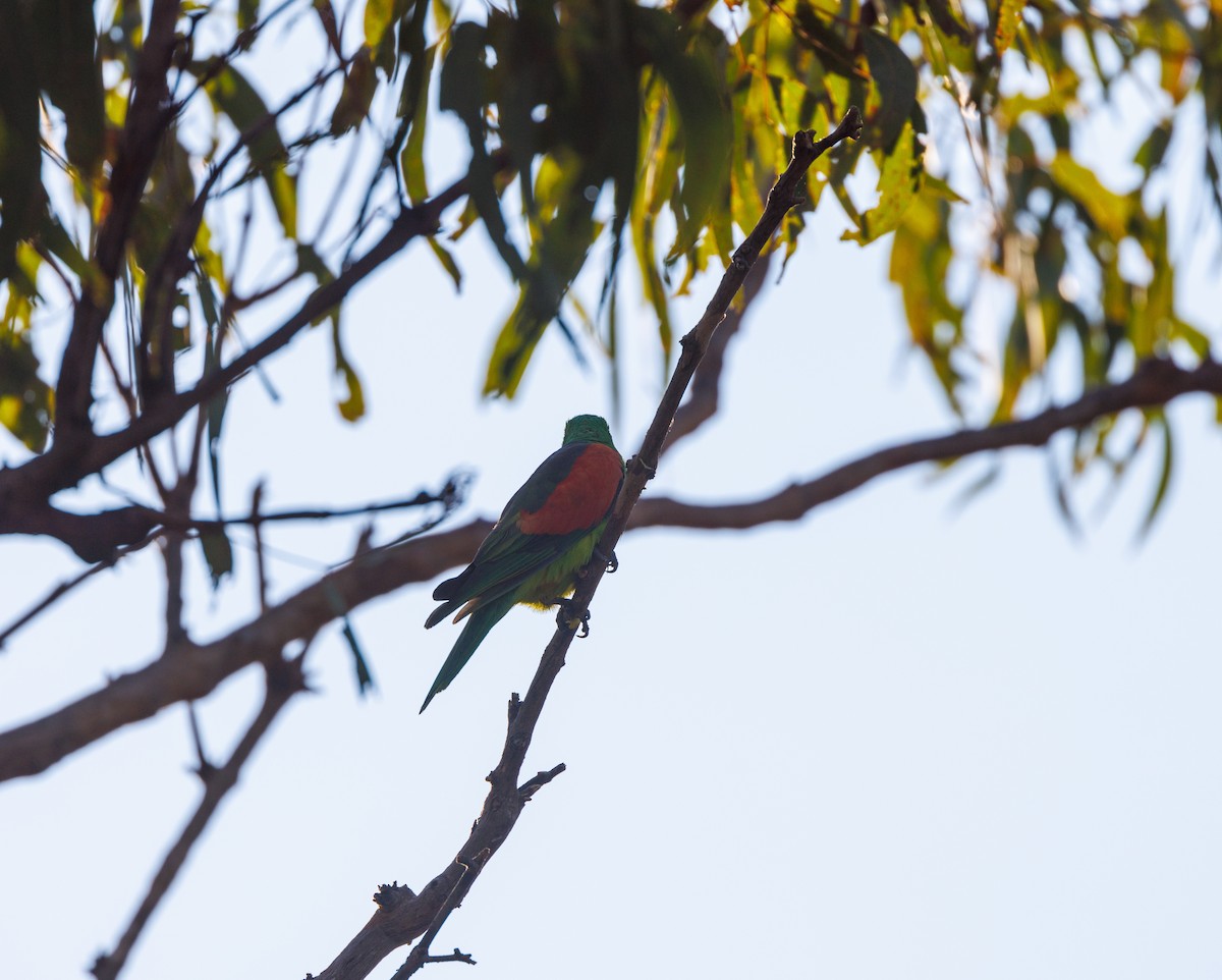 Red-winged Parrot - ML621733355