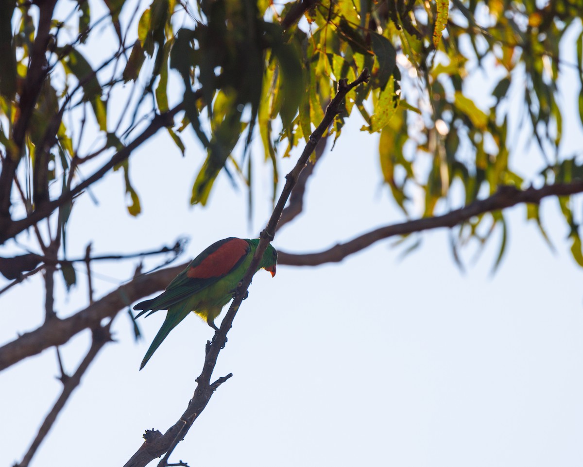 Red-winged Parrot - ML621733356