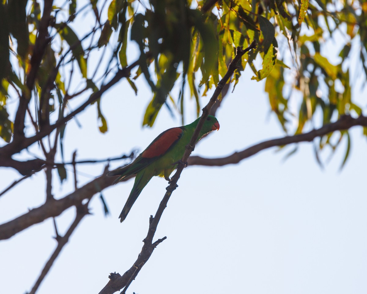 Red-winged Parrot - ML621733357