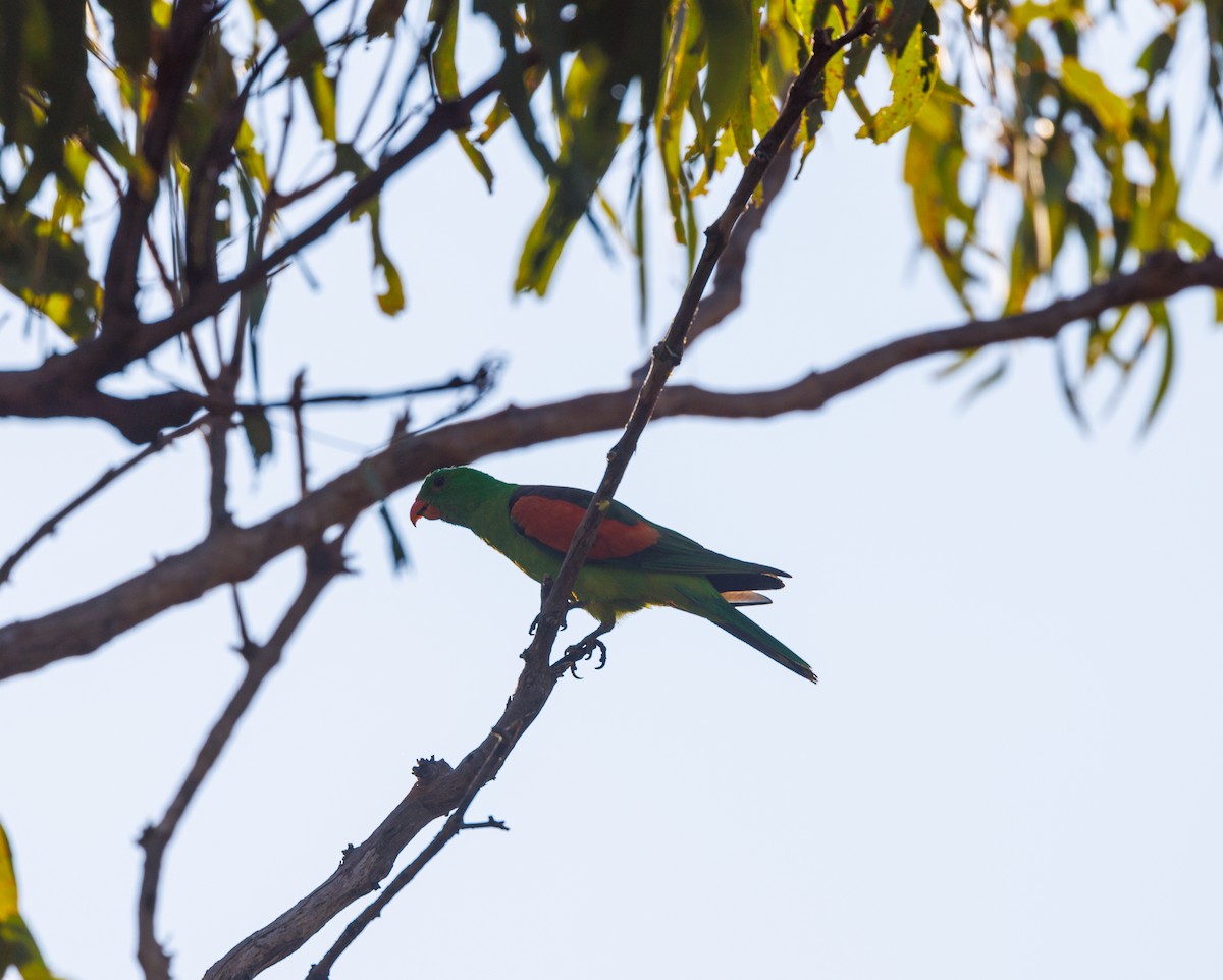 Red-winged Parrot - ML621733358