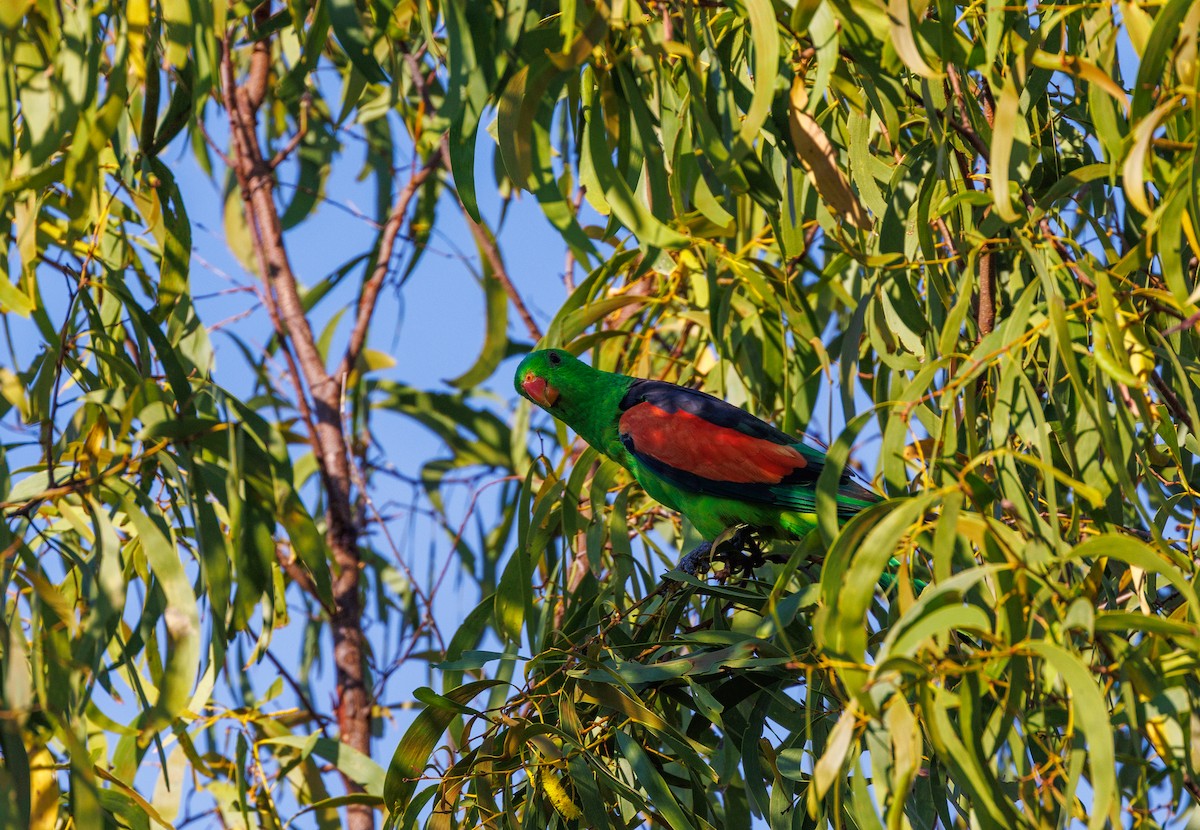 Red-winged Parrot - Paul Rankin