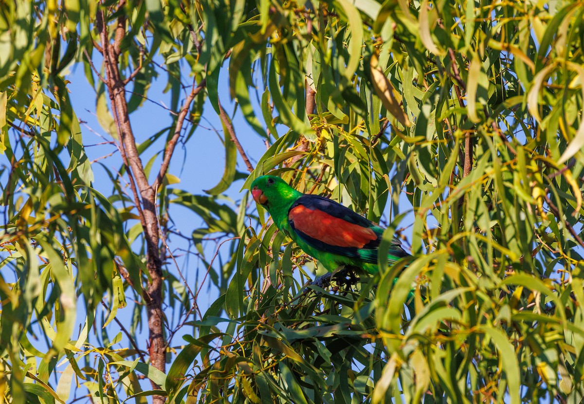 Red-winged Parrot - ML621733360