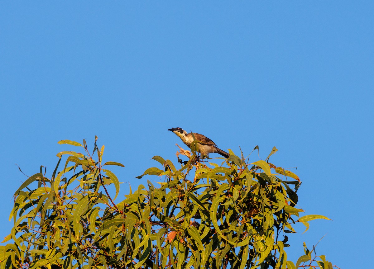 Silver-crowned Friarbird - ML621733366