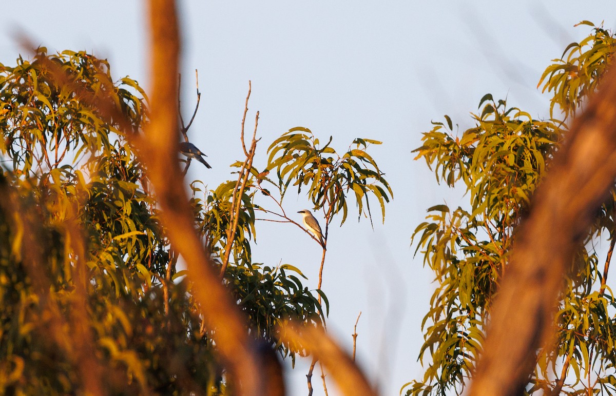 White-bellied Cuckooshrike - ML621733369