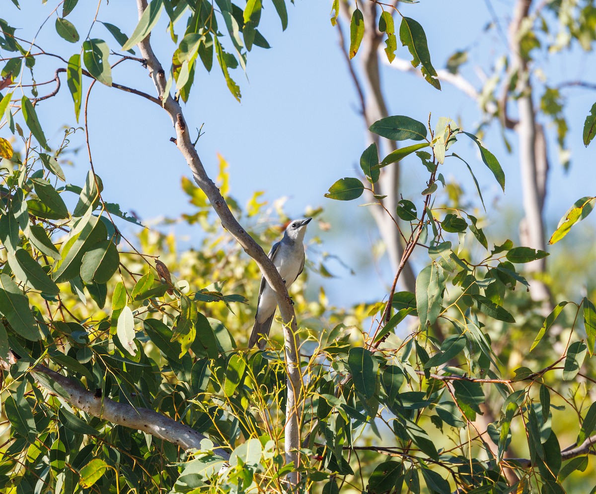 White-bellied Cuckooshrike - ML621733370