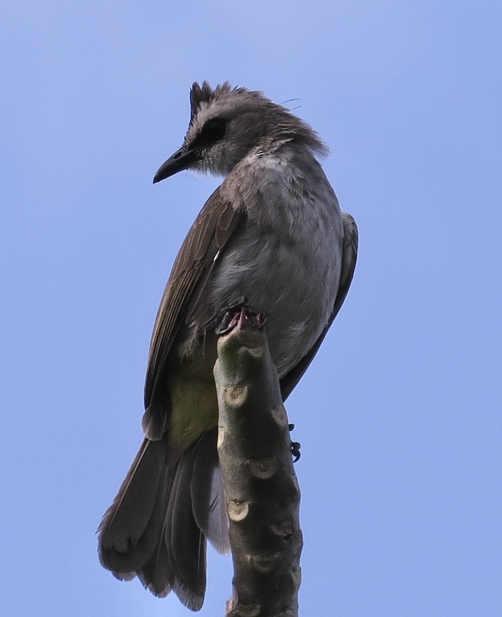 Yellow-vented Bulbul - ML621733389