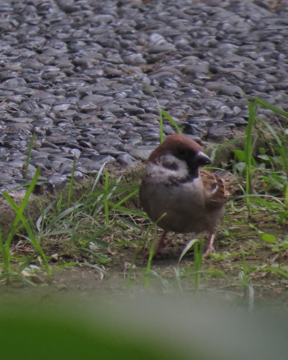 Eurasian Tree Sparrow - ML621733391