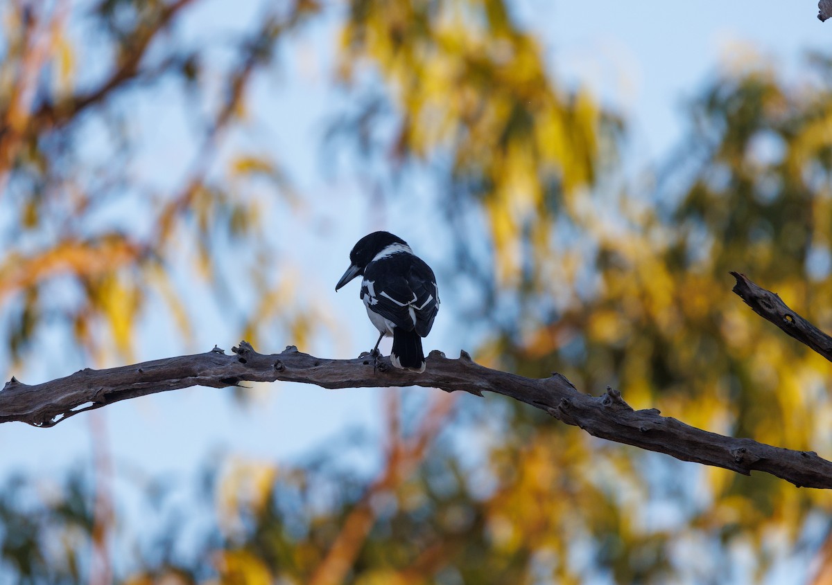 Pied Butcherbird - ML621733394