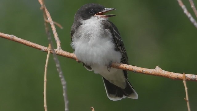Eastern Kingbird - ML621733417