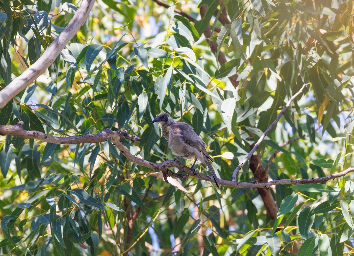 Little Friarbird - ML621733463