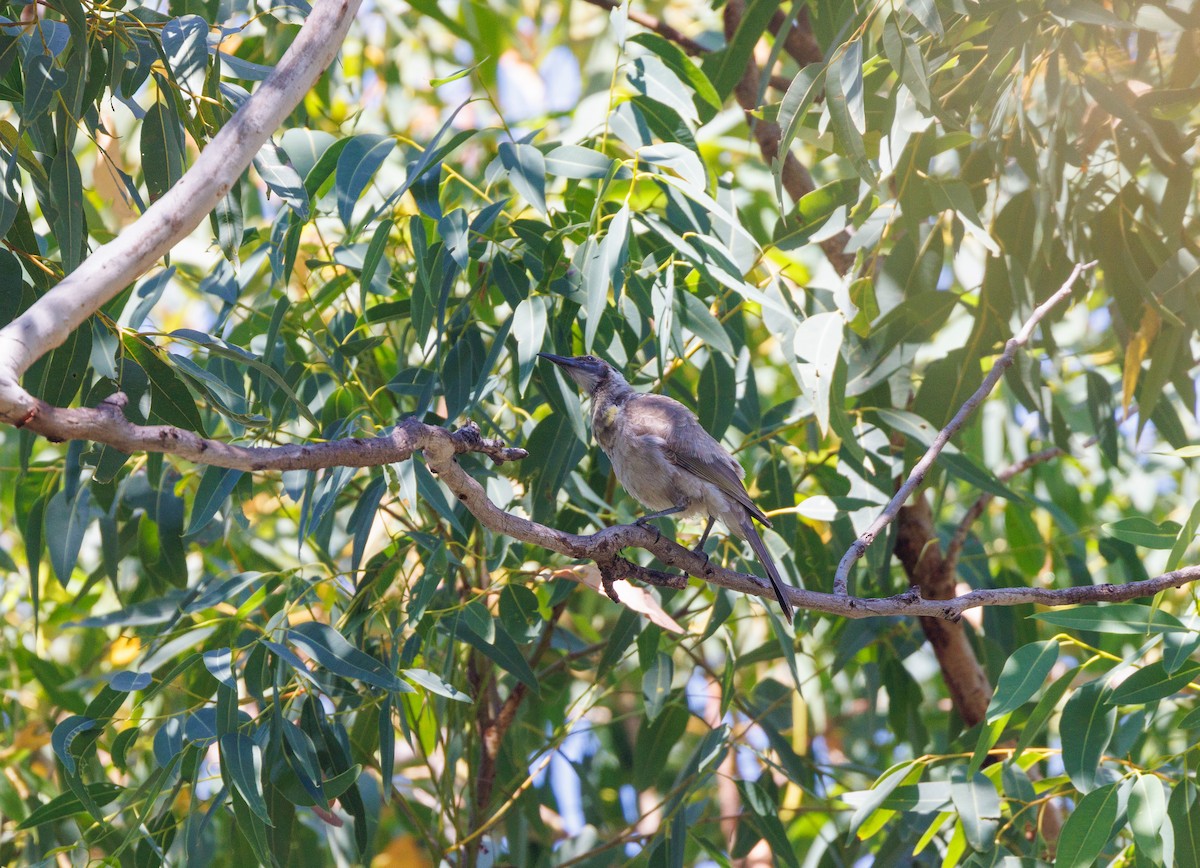 Little Friarbird - ML621733467