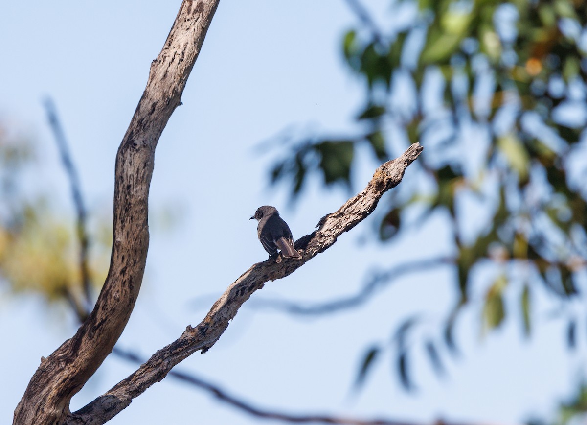 Northern Fantail - ML621733485