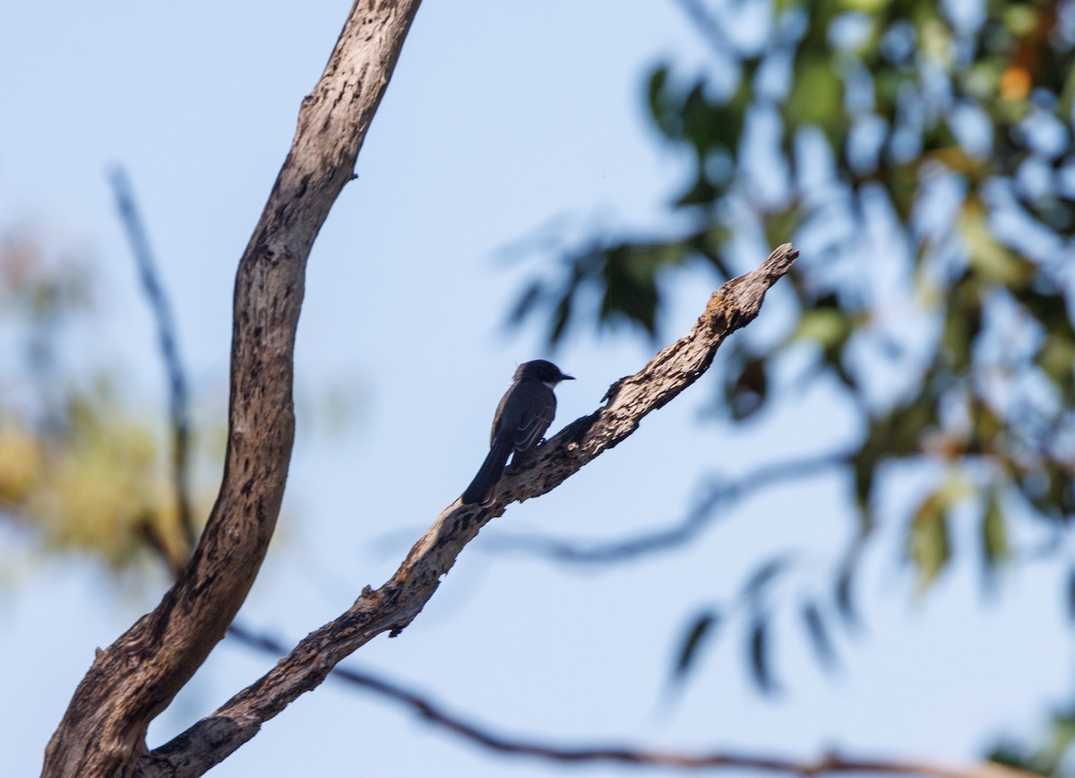 Northern Fantail - ML621733487