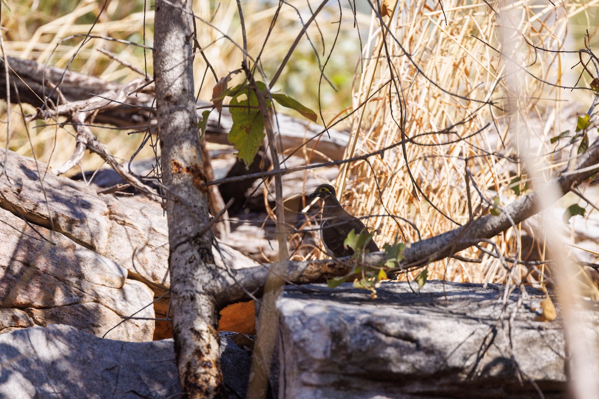 Partridge Pigeon - ML621733490
