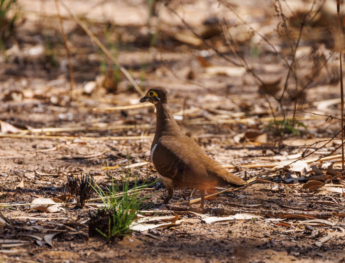Partridge Pigeon - ML621733492