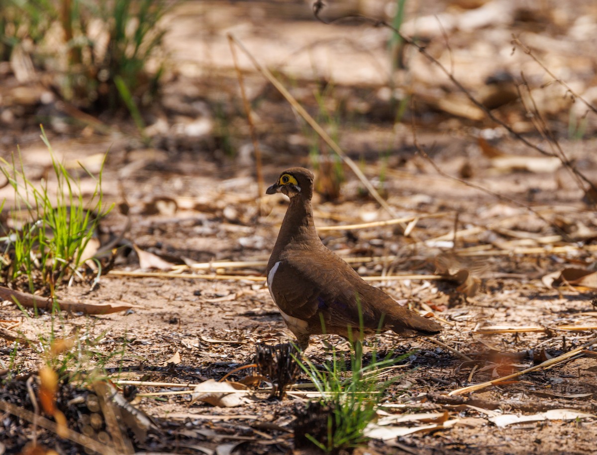 Partridge Pigeon - ML621733493