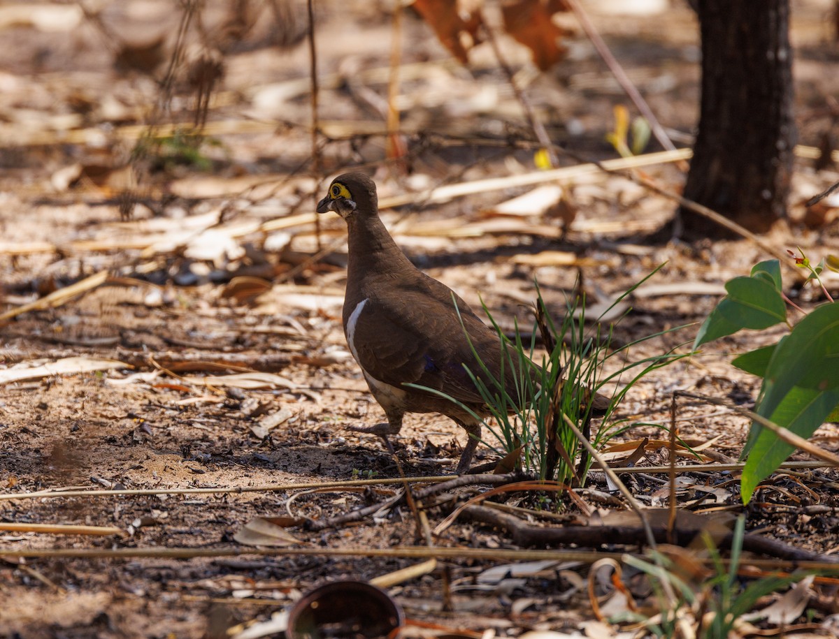 Partridge Pigeon - ML621733494