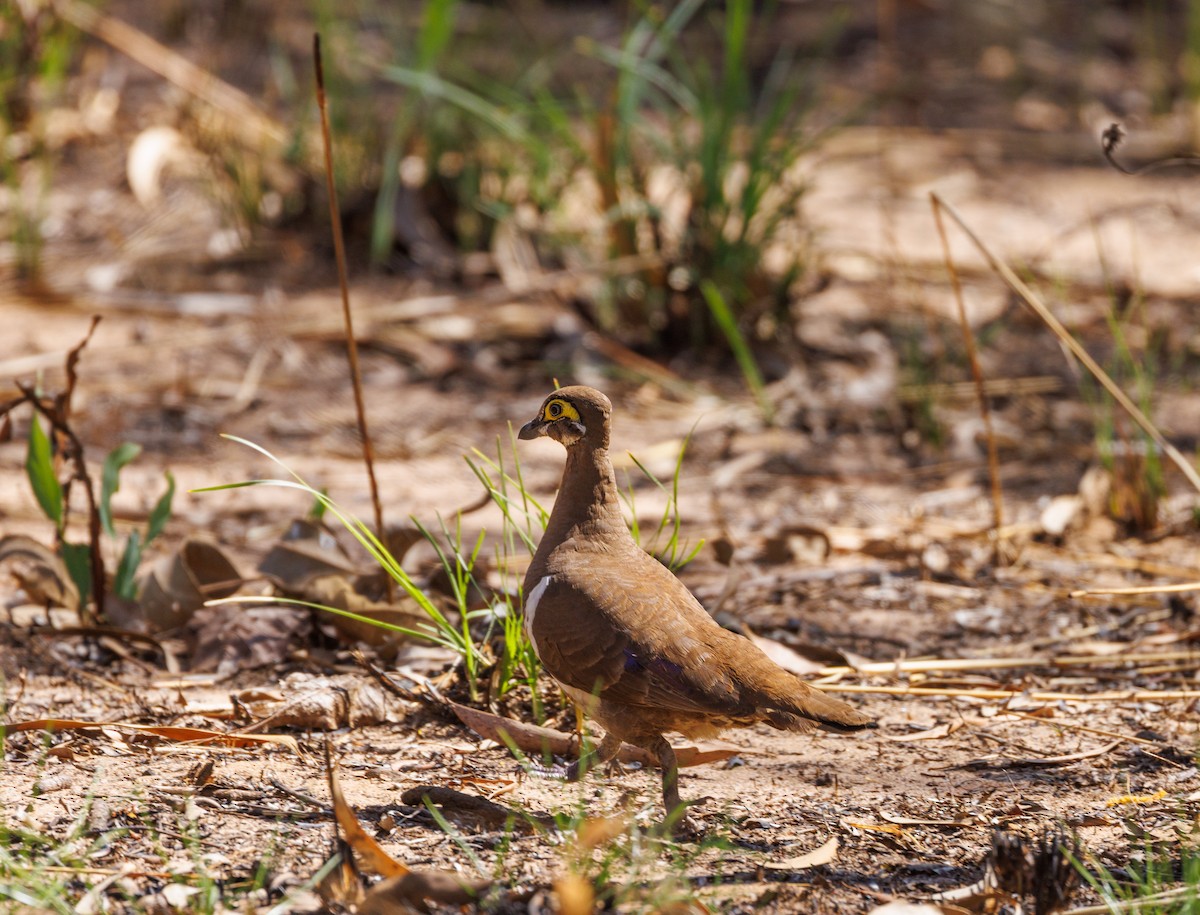 Partridge Pigeon - ML621733495