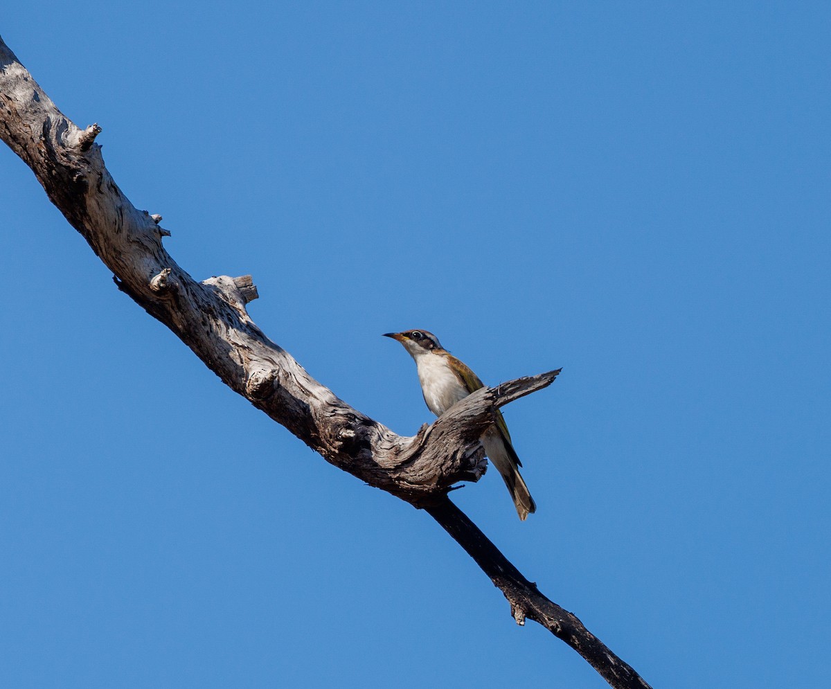 White-throated Honeyeater - ML621733509