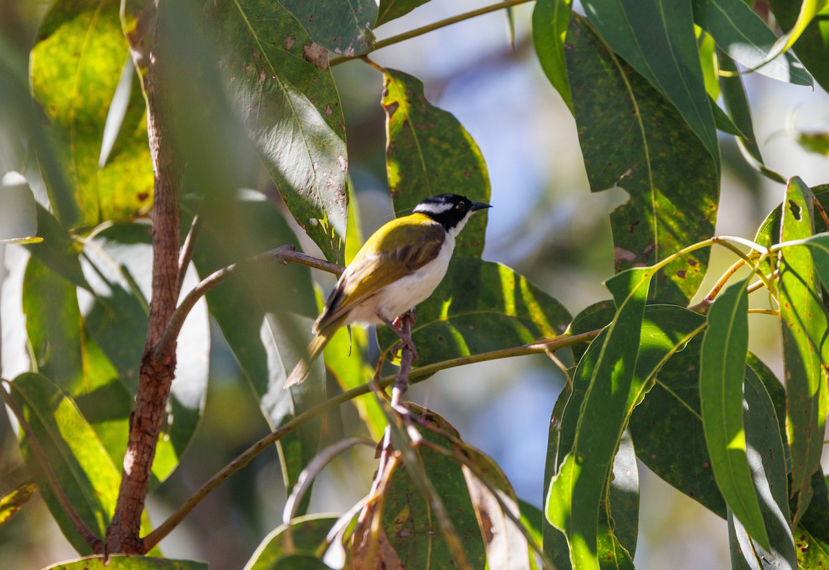 White-throated Honeyeater - ML621733511