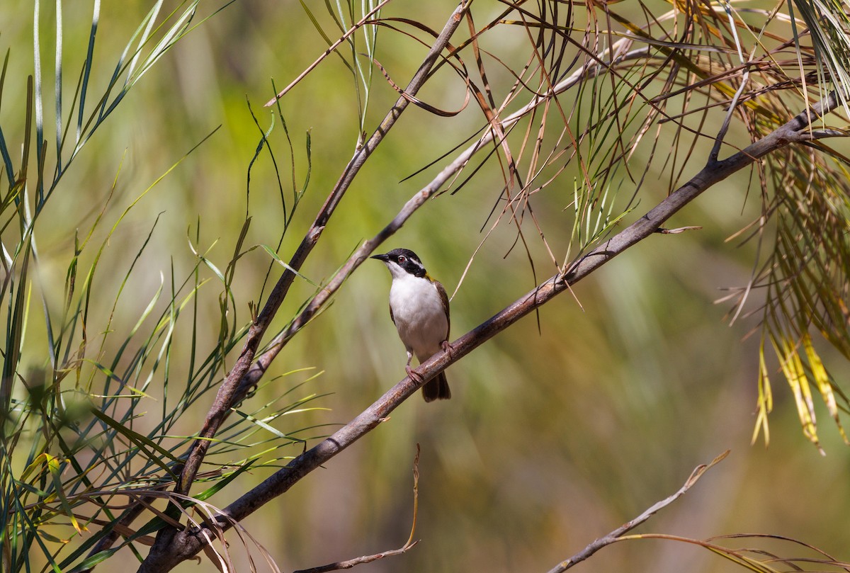 White-throated Honeyeater - ML621733512