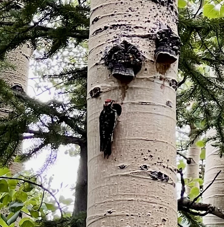 Red-naped Sapsucker - ML621733558