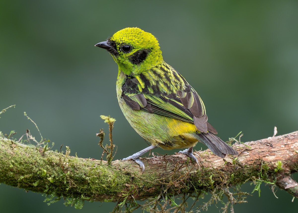 Emerald Tanager - ML621733812