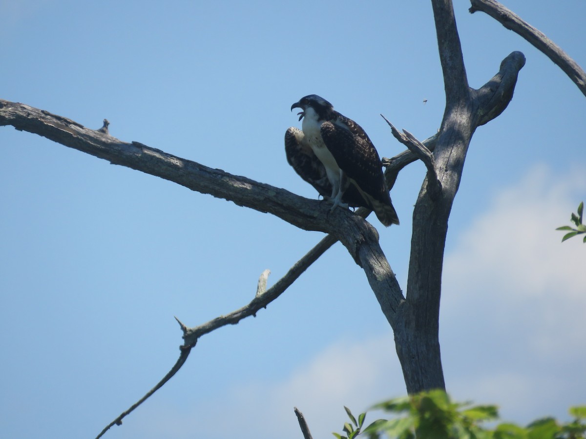 Águila Pescadora - ML621733950