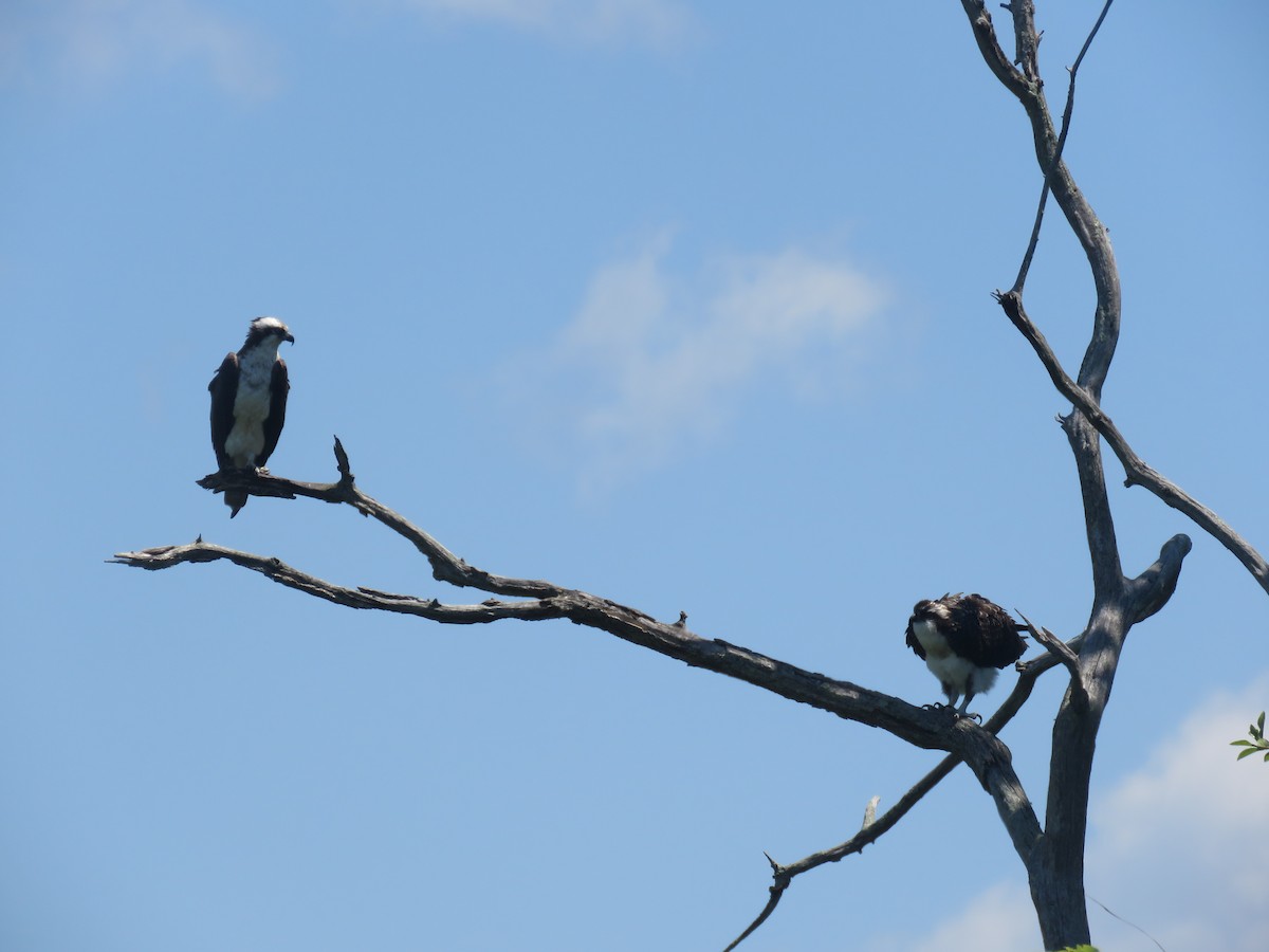 Águila Pescadora - ML621733952