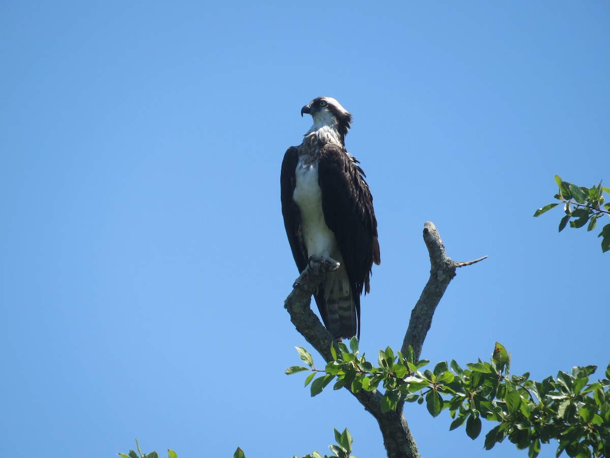 Águila Pescadora - ML621733971