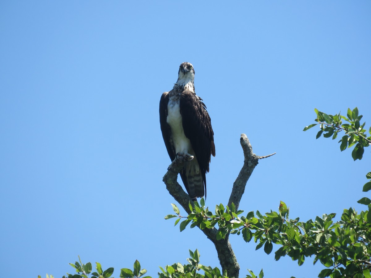 Águila Pescadora - ML621733974