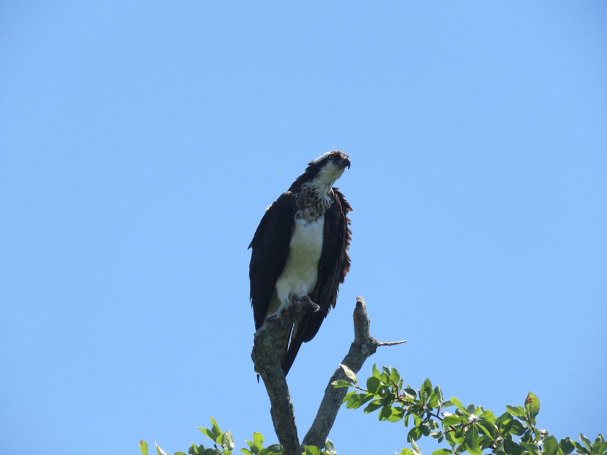 Águila Pescadora - ML621733986