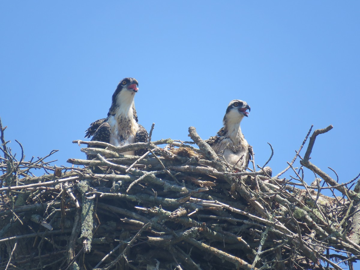 Águila Pescadora - ML621734010