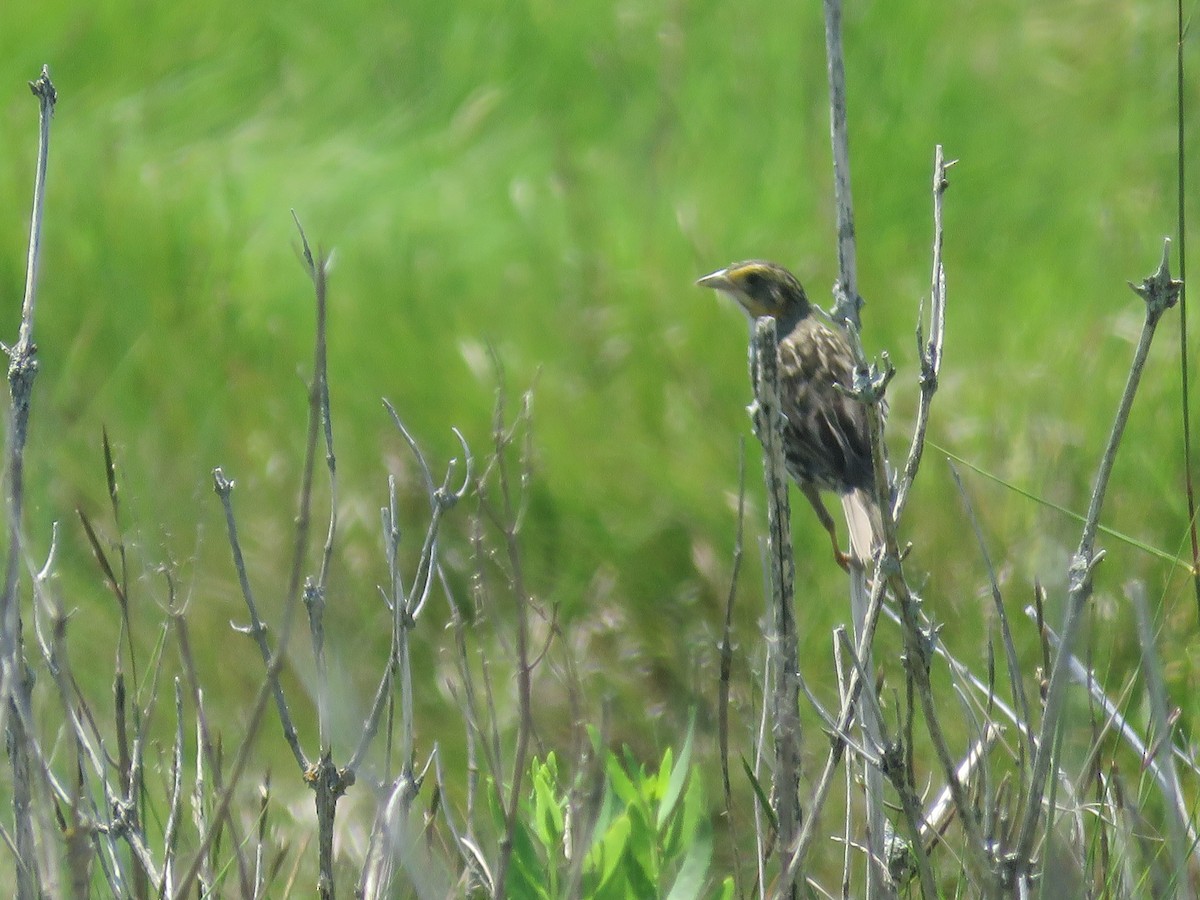 Saltmarsh Sparrow - ML621734018