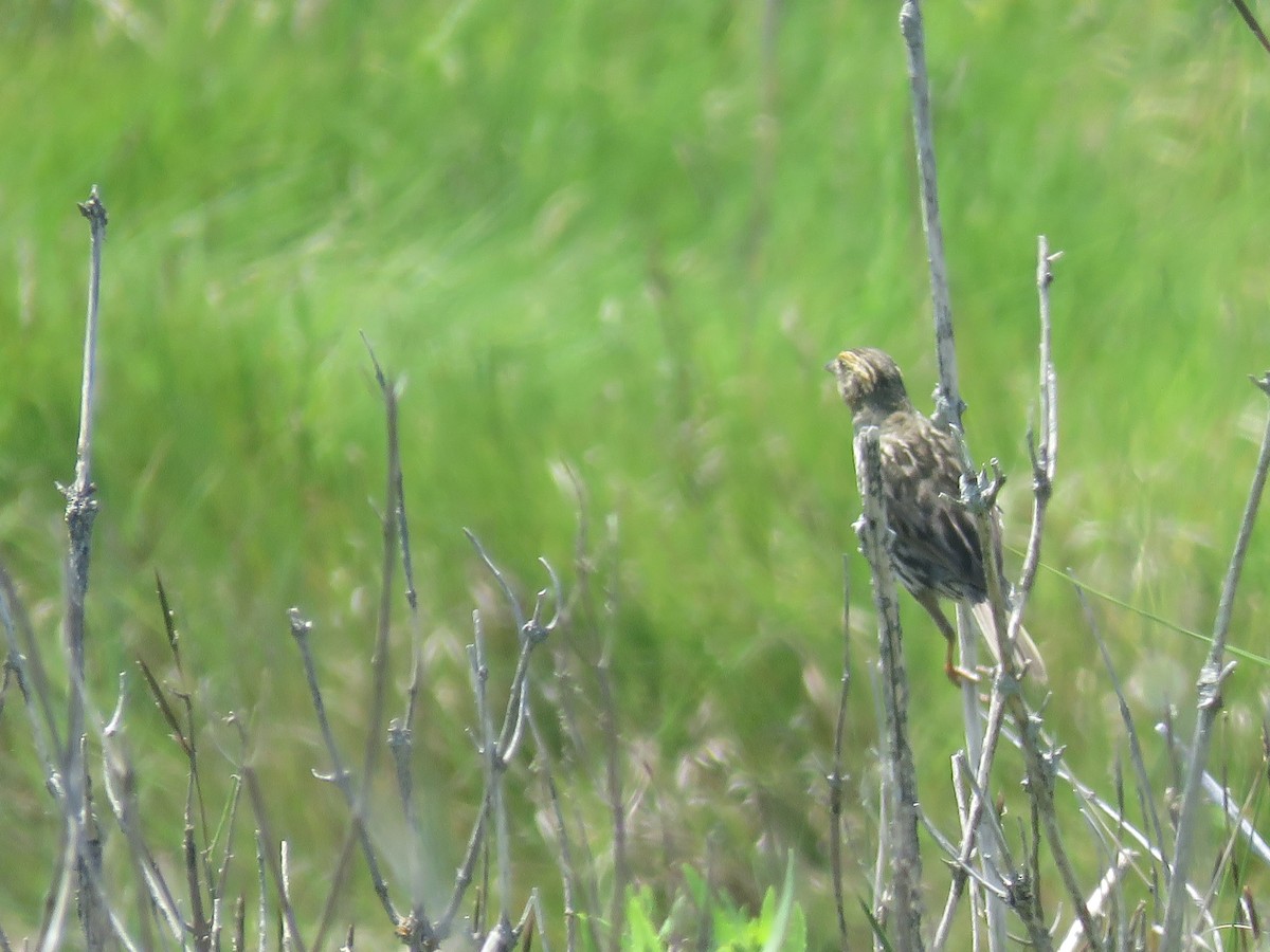 Saltmarsh Sparrow - ML621734025