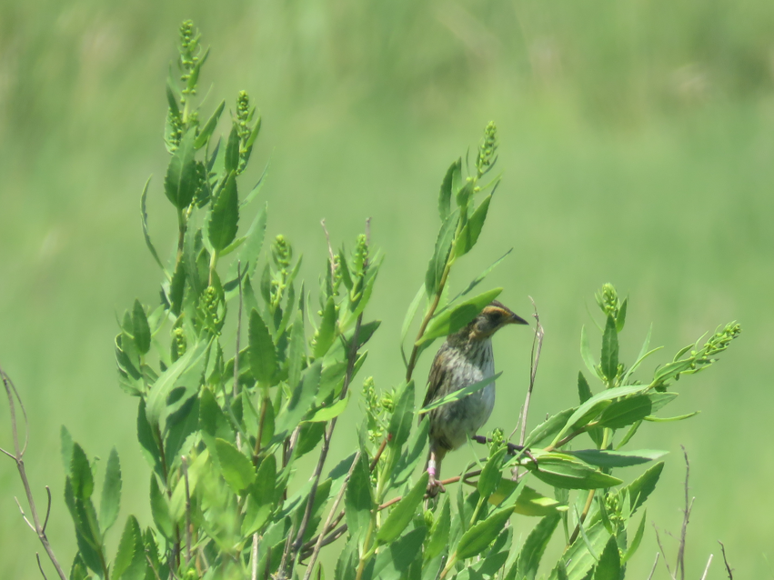 Saltmarsh Sparrow - ML621734056