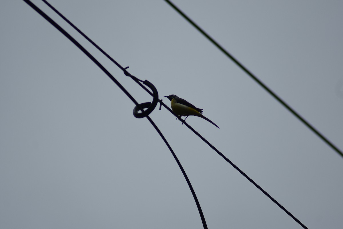 Gray Wagtail - ML621734080