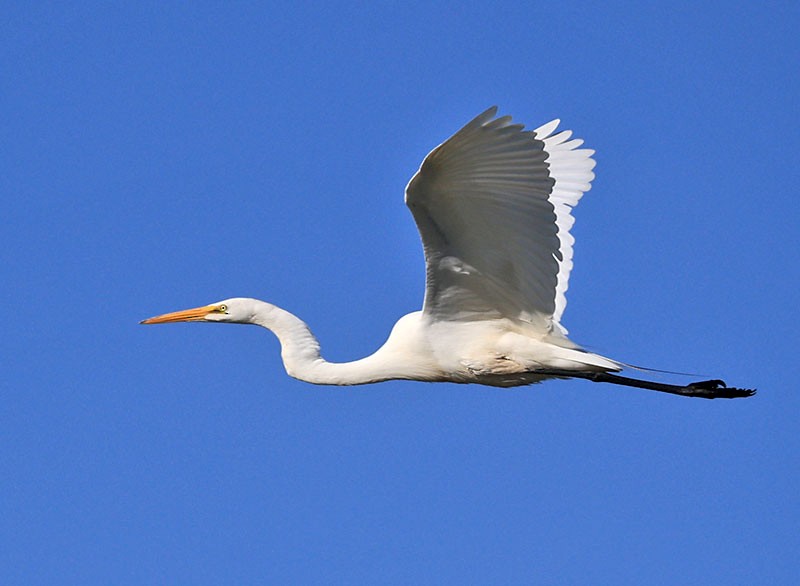 Great Egret - ML621734088