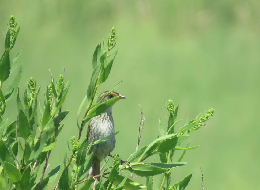 Saltmarsh Sparrow - Serena Brown