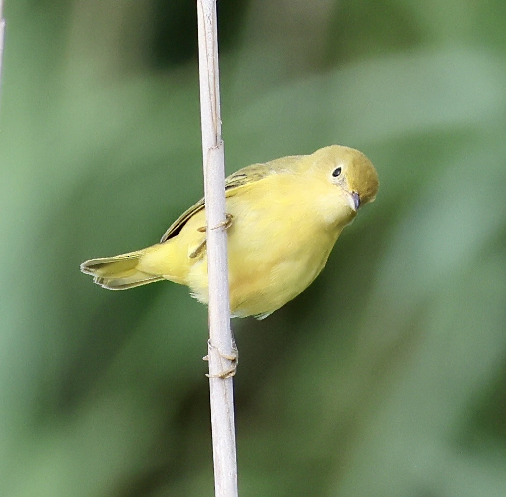 Yellow Warbler - ML621734118