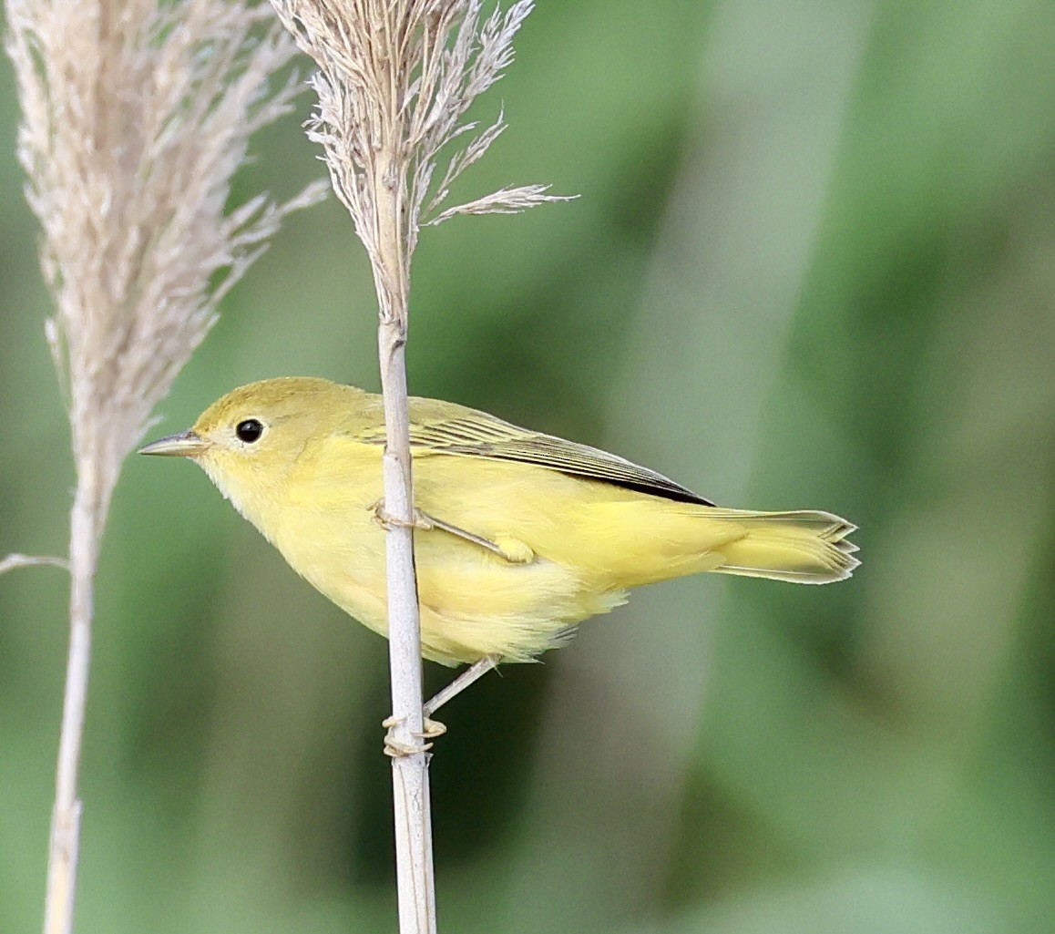 Yellow Warbler - ML621734121