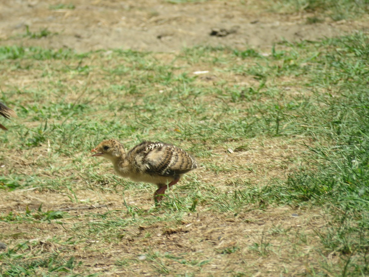 Guajolote Gallipavo - ML621734129