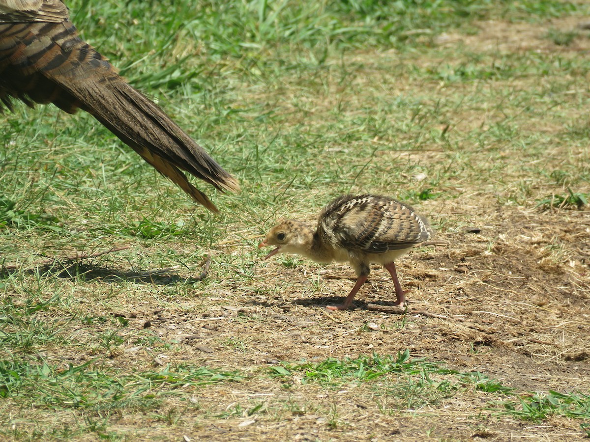 Guajolote Gallipavo - ML621734133