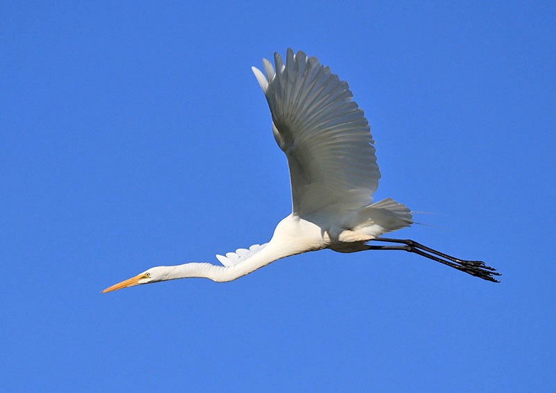 Great Egret - ML621734135