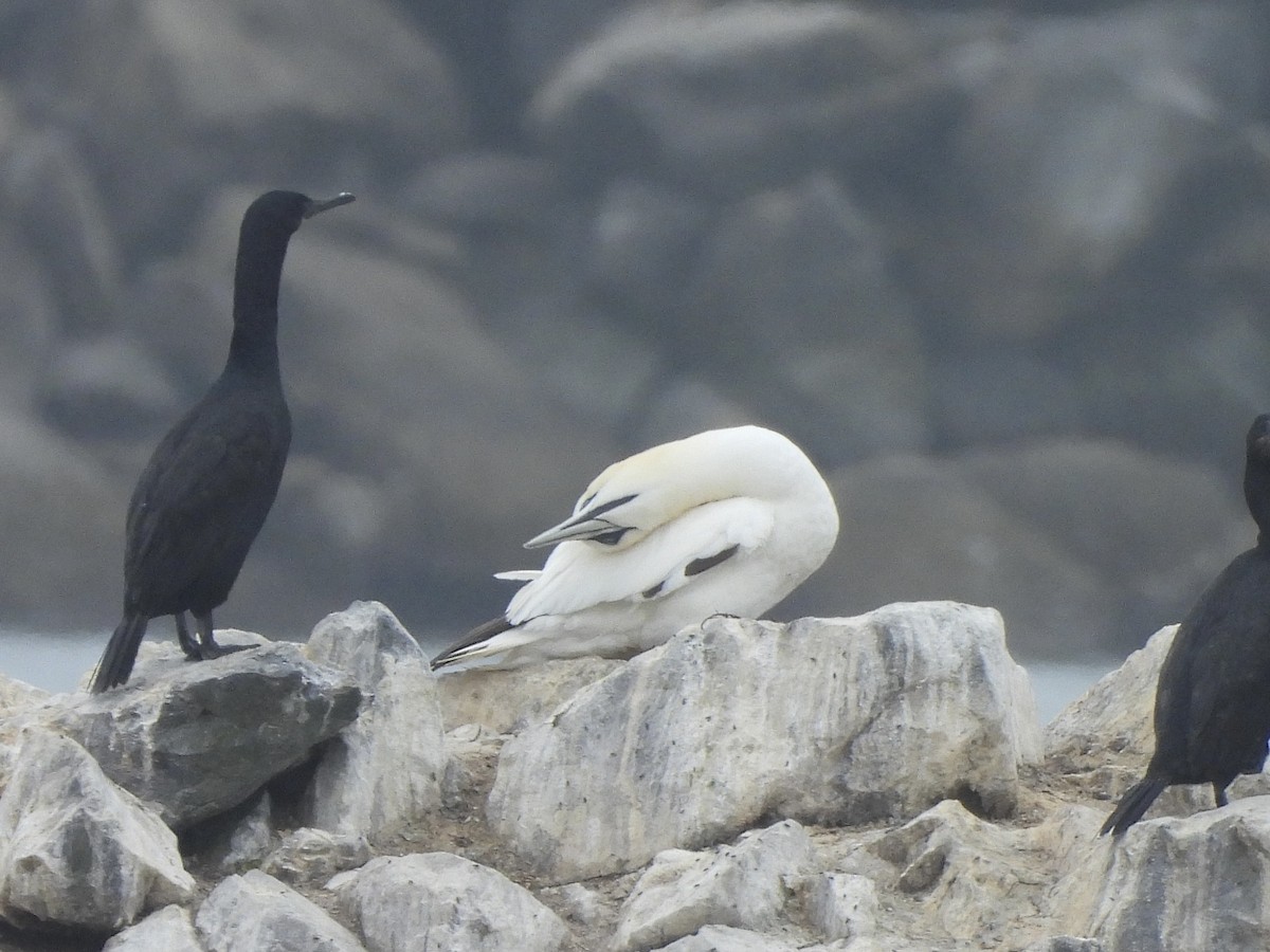 Northern Gannet - ML621734137