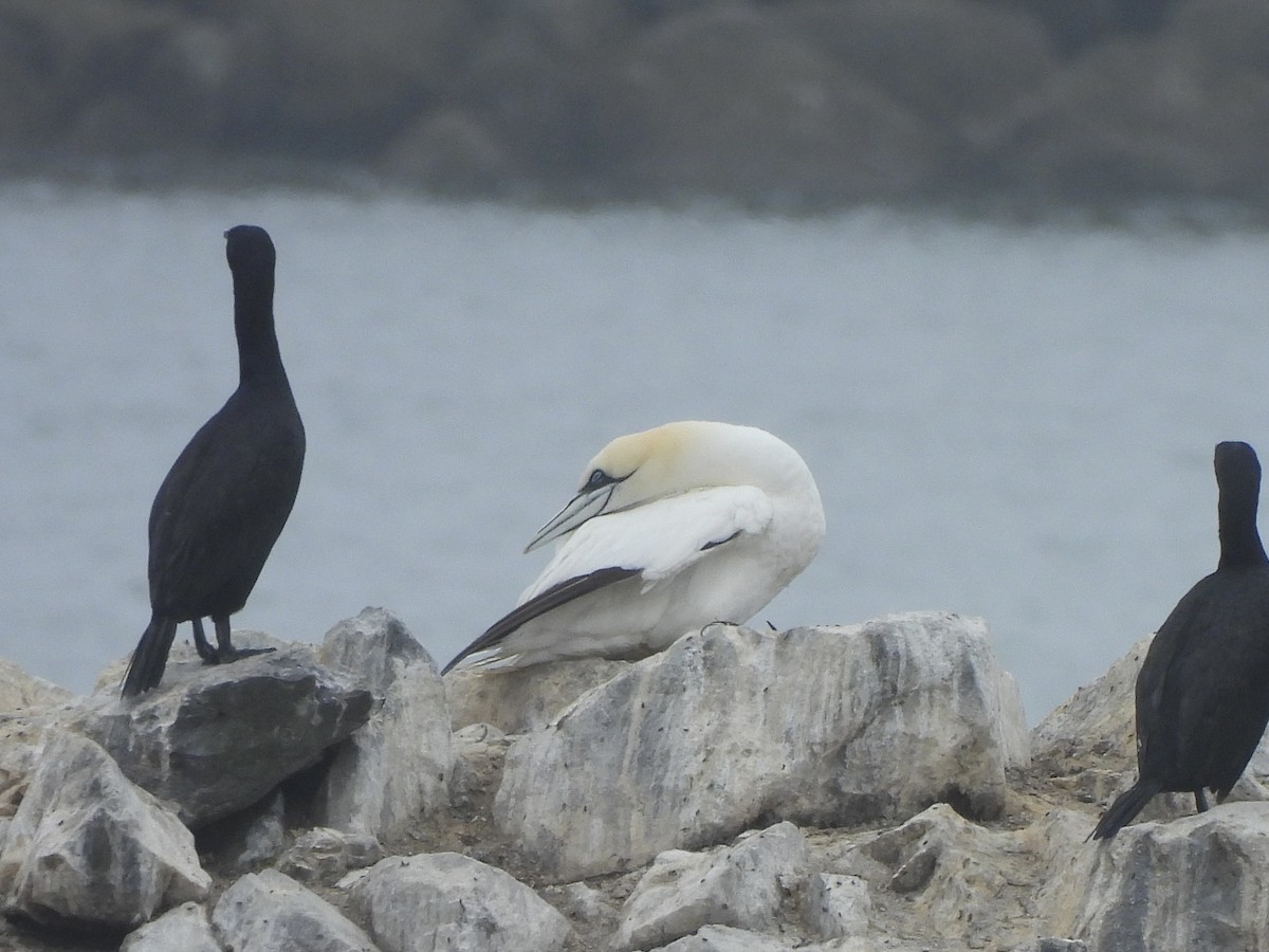 Northern Gannet - ML621734138